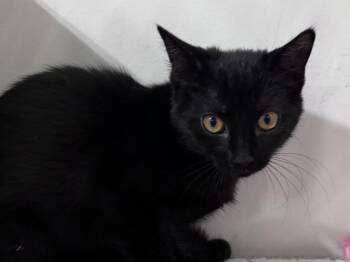 Adriana / Christopher -  Domestic Short Hair Cat for Adoption in Powell, Ohio - Adriana / Christopher | PetCurious