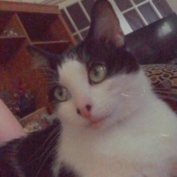 Rescue Domestic Short Hair Cats for Adoption in Lynchburg, Virginia - Princess | PetCurious