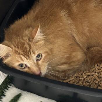 Cat Man -  Domestic Medium Hair Cat Available for Adoption in Brownsboro, Alabama - Cat Man | PetCurious