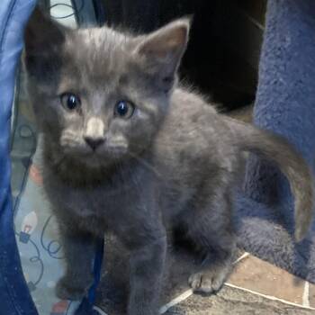 Keith -  Domestic Short Hair Cat Available for Adoption in Marion, Illinois - Keith | PetCurious