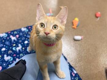 HYACINTH -  Domestic Short Hair Cat for Adoption in Fort Wayne, Indiana - HYACINTH | PetCurious