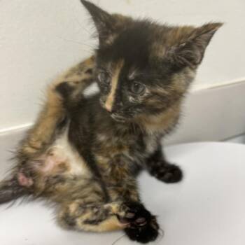 Twixie Toast -  Domestic Short Hair Cat for Adoption in St. Louis, Missouri - Twixie Toast | PetCurious