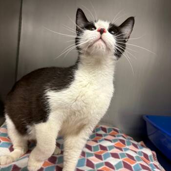 26-285 Padme -  Domestic Short Hair Cat for Adoption in North Branford, Connecticut - 26-285 Padme | PetCurious