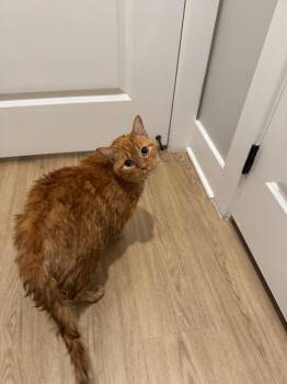 Simon -  Domestic Short Hair Cat Available for Adoption in Parkville, Maryland - Simon | PetCurious