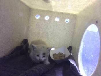 BISCUIT -  Domestic Short Hair Cat for Adoption in Tallahassee, Florida - BISCUIT | PetCurious