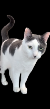 Jodie -  American Shorthair Cat for Adoption in Lakeland, Florida - Jodie | PetCurious