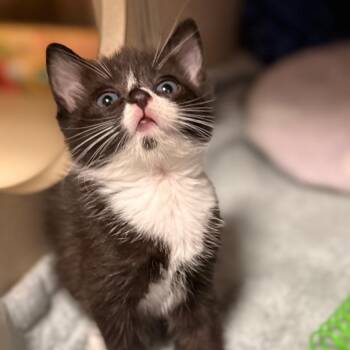 Jill -  Domestic Short Hair Cat for Adoption in Cumming, Georgia - Jill | PetCurious