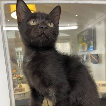 Lobster Bisque -  Domestic Short Hair Cat for Adoption in Los Angeles, California - Lobster Bisque | PetCurious