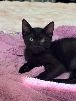 Wednesday 0116 -  Domestic Short Hair Cat Available for Adoption in Dallas, Texas - Wednesday 0116 | PetCurious