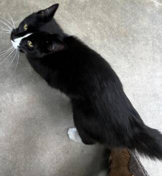 Domestic Medium Hair Cats Available for Adoption in Bryan, Ohio - Dill | PetCurious