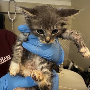 Xander -  Domestic Long Hair Cat for Adoption in Ojai, California - Xander | PetCurious
