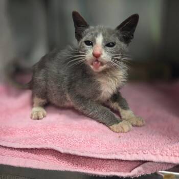 Meow Damon -  Domestic Short Hair Cat Available for Adoption in Houston, Texas - Meow Damon | PetCurious