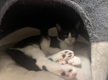 Rescue Tuxedo Cats for Adoption in Honeoye, New York - Fern | PetCurious