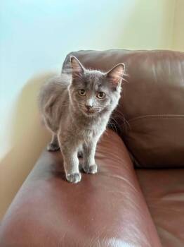 DIVA -  Domestic Short Hair Cat for Adoption in Delson, Quebec - DIVA | PetCurious