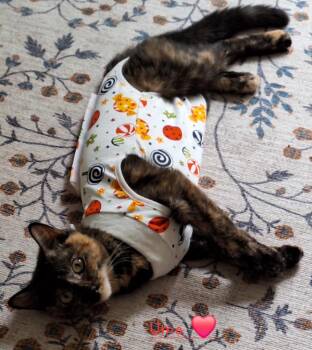 Uma -  Domestic Short Hair Cat for Adoption in Windsor, Connecticut - Uma | PetCurious