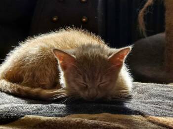 Arina -  Domestic Short Hair Cat Available for Adoption in Hinckley, Illinois - Arina | PetCurious