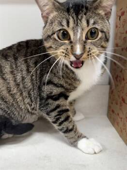 Rescue Domestic Short Hair Cats for Adoption in Baytown, Texas - BENTLEY | PetCurious