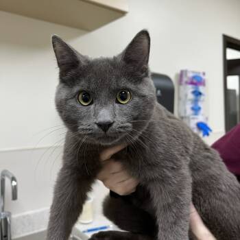 Rescue Domestic Short Hair Cats for Adoption in Lyndhurst, Virginia - SVAS-Stray-37829 | PetCurious