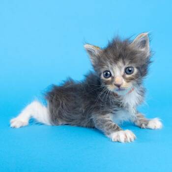 Jessy (No Collar) -  Domestic Short Hair Cat for Adoption in Franklin, Tennessee - Jessy (No Collar) | PetCurious