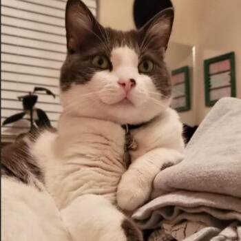 Domestic Short Hair Cats Available for Adoption in San Diego, California - Rue | PetCurious
