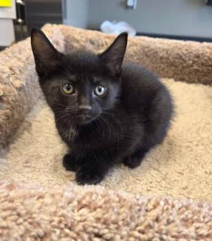 Domestic Short Hair Cats Available for Adoption in Sidney, Ohio - Sable | PetCurious