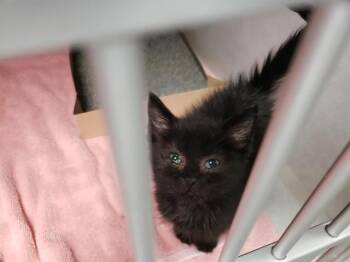 ALADDIN -  Domestic Medium Hair and Domestic Short Hair Cat for Adoption in Omaha, Nebraska - ALADDIN | PetCurious