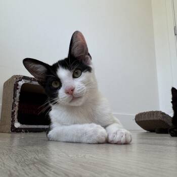 Lavender -  Domestic Short Hair Cat for Adoption in Burnaby, British Columbia - Lavender | PetCurious