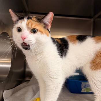 Elegante -  Domestic Short Hair Cat for Adoption in Indianapolis, Indiana - Elegante | PetCurious