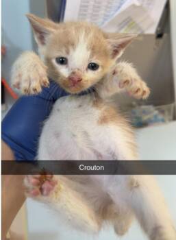 Crouton -  Domestic Short Hair Cat for Adoption in Marshall, North Carolina - Crouton | PetCurious
