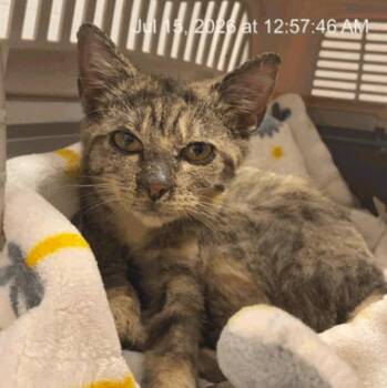 Dilly -  Domestic Short Hair Cat for Adoption in Cincinnati, Ohio - Dilly | PetCurious