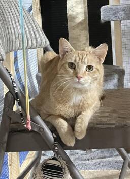 Nyla -  Domestic Short Hair Cat for Adoption in Walled Lake, Michigan - Nyla | PetCurious