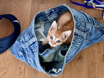Leo (bonded with Leonie) -  Domestic Short Hair Cat for Adoption in San Francisco, California - Leo (bonded With Leonie) | PetCurious