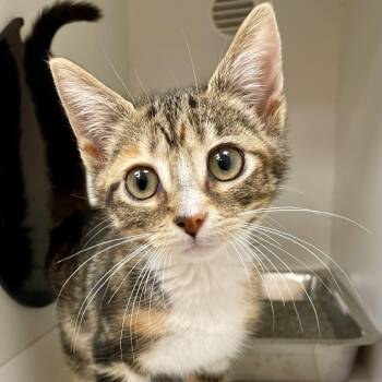 Ducky -  Domestic Short Hair Cat for Adoption in Champaign, Illinois - Ducky | PetCurious