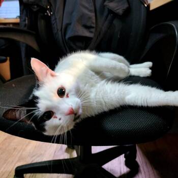 Oreo McFlurry -  Domestic Short Hair Cat for Adoption in Baltimore, Maryland - Oreo McFlurry | PetCurious