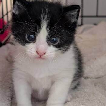 Boba -  Turkish Van Cat for Adoption in Bountiful, Utah - Boba | PetCurious