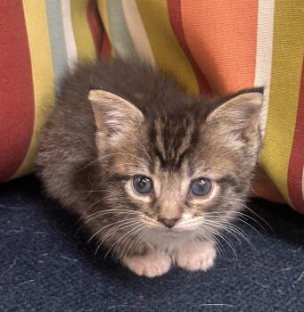 Cassie -  Domestic Short Hair Cat for Adoption in Dyersburg, Tennessee - Cassie | PetCurious