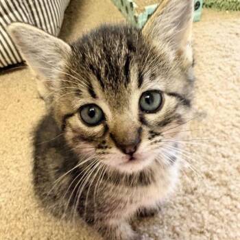 Kayfabe -  Domestic Short Hair Cat for Adoption in Carencro, Louisiana - Kayfabe | PetCurious