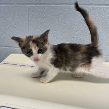 Windchime -  Domestic Short Hair Cat for Adoption in Carencro, Louisiana - Windchime | PetCurious