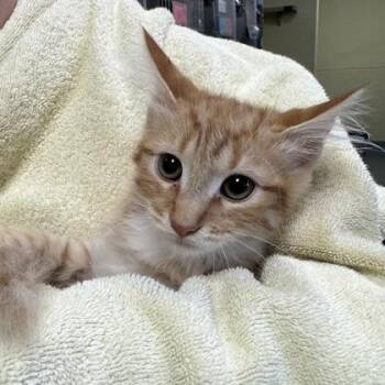 Wes -  Domestic Medium Hair Cat for Adoption in Richmond, Virginia - Wes | PetCurious