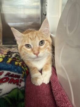 DAIQUIRI -  Domestic Short Hair Cat for Adoption in Hagerstown, Maryland - DAIQUIRI | PetCurious