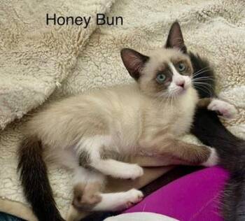 Honey Bun -  Siamese and Domestic Short Hair Cat for Adoption - Honey Bun | PetCurious