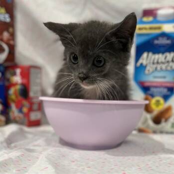 Rice Krispies -  Domestic Short Hair Cat for Adoption in Prince Frederick, Maryland - Rice Krispies | PetCurious