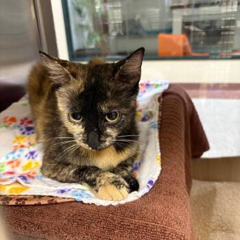 Galaxy -  Domestic Short Hair Cat for Adoption in Pasadena, California - Galaxy | PetCurious