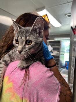 Blair -  Domestic Short Hair Cat for Adoption in Hopkinsville, Kentucky - Blair | PetCurious