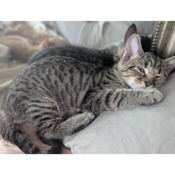 Mint Macarons 6 -  Domestic Short Hair Cat for Adoption in Austin, Texas - Mint Macarons 6 | PetCurious