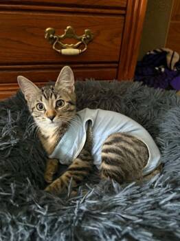 Mahoraga -  Domestic Short Hair Cat for Adoption in Minneapolis, Minnesota - Mahoraga | PetCurious