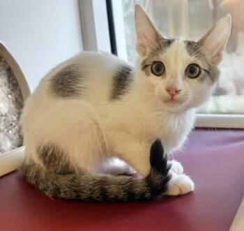 SHANIA -  Domestic Short Hair Cat for Adoption in Sarasota, Florida - SHANIA | PetCurious