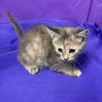 Guacamole -  Domestic Short Hair Cat for Adoption in North Myrtle Beach, South Carolina - Guacamole | PetCurious