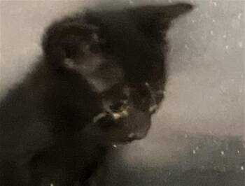 Domestic Short Hair Cats Available for Adoption in Dallas, Texas - BABY 1 | PetCurious