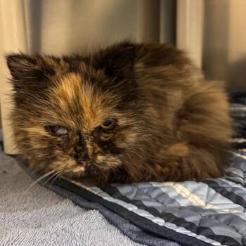 Domestic Long Hair and Persian Cats Available for Adoption in Lynchburg, Virginia - Three Roads | PetCurious